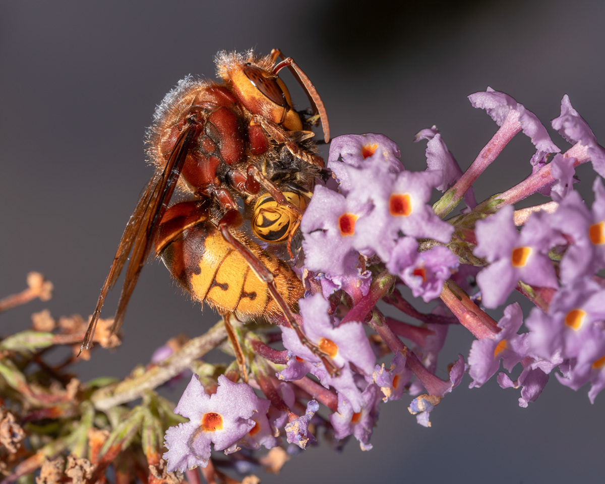 Adobe Portfolio bee honey closeup hoverfly macro Nature butterfly insect insect macro