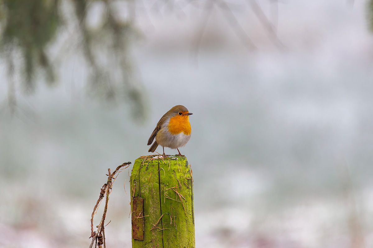 bird Landscape Nature Photography  robin