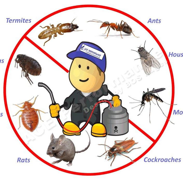 Pest control Termite Control Services pest near me Termite Control