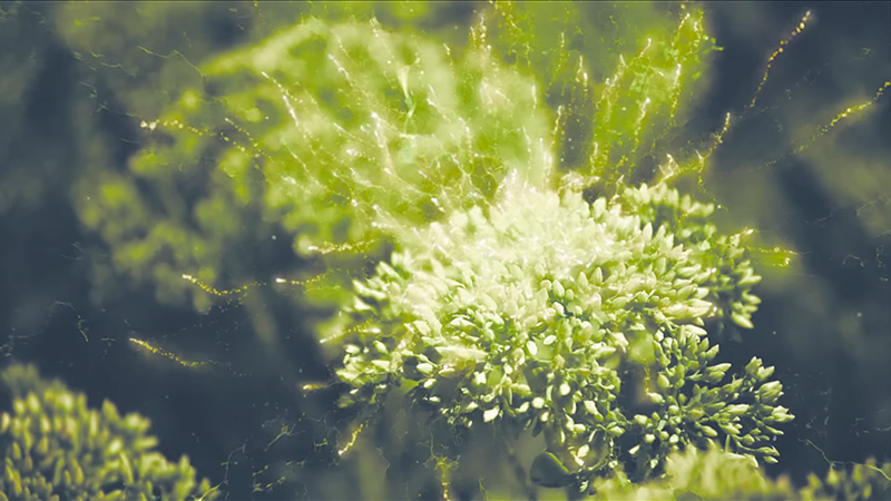 biofach trailer abstract flower particle effect