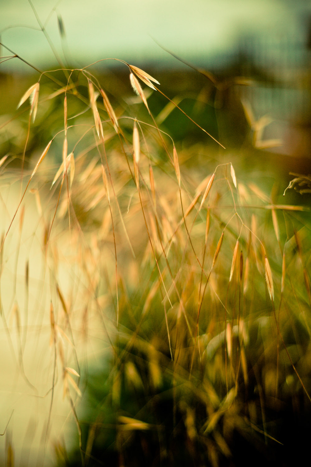 STIPA stipa gigantea golden oats grass golden Nature Flowers feather grass