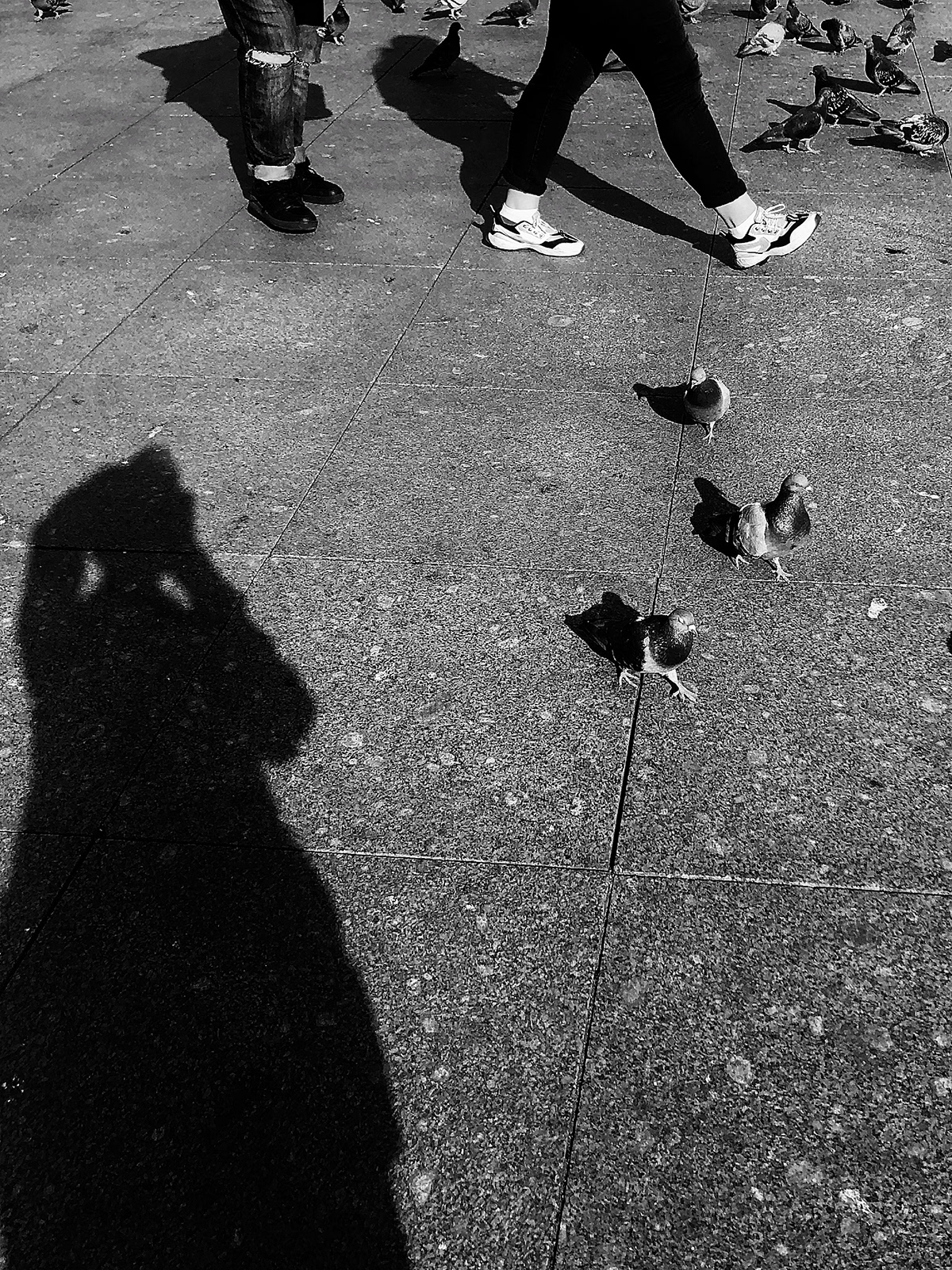 birds black and white