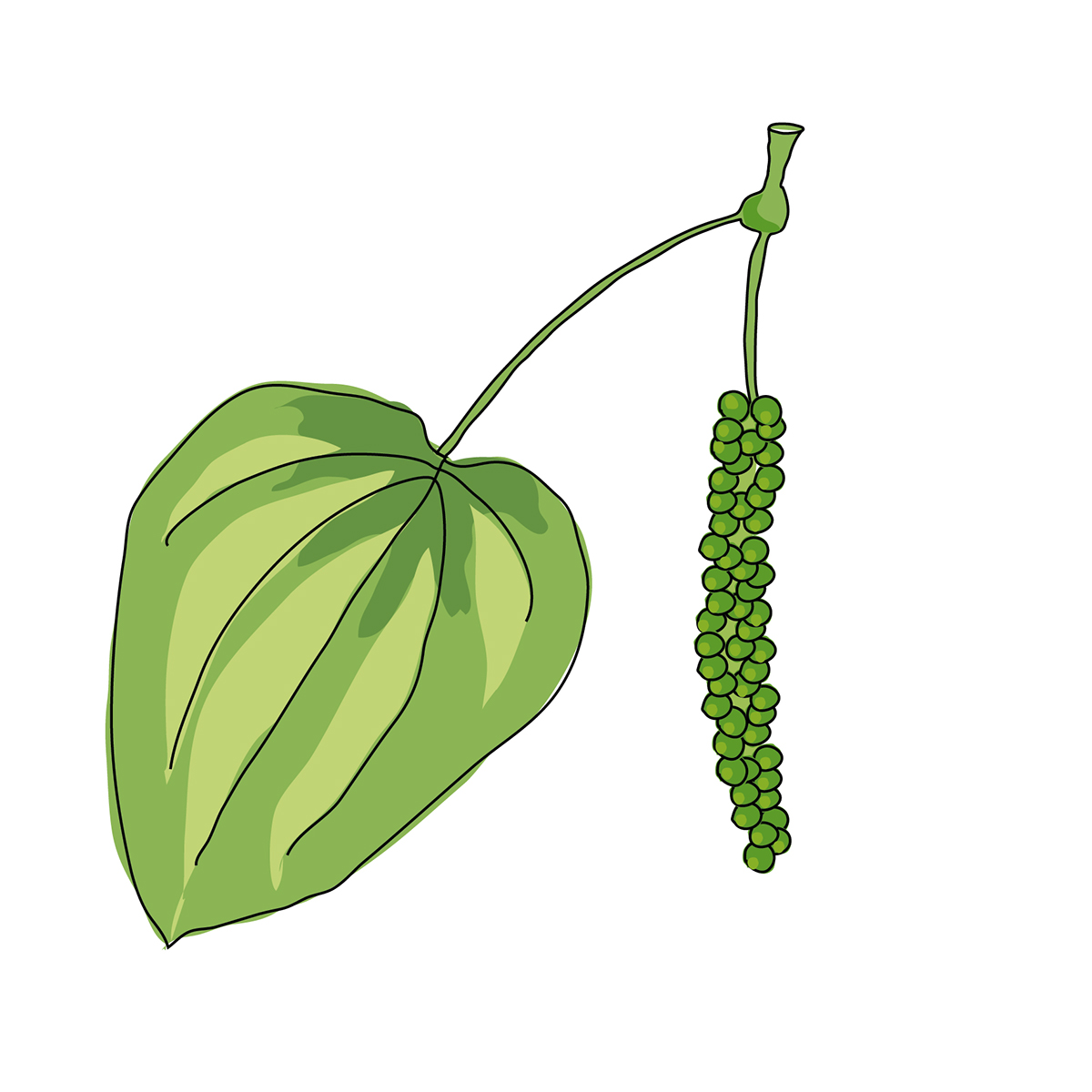 gewürze zeichnungen exotisch samen blätter Geschmack spice rolling pin taste leafs