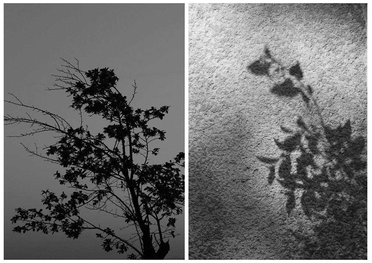 lines black and white photo Minimalism fine art flower Cat