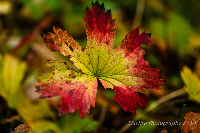 Fall starfire photography fog green gold red trees Landscape Nature