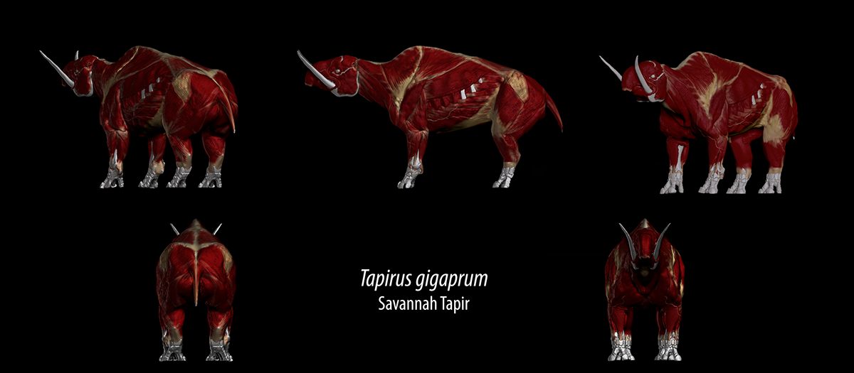 Creature Design Giant boar Tapir Savannah Tapir monster animal imaginary