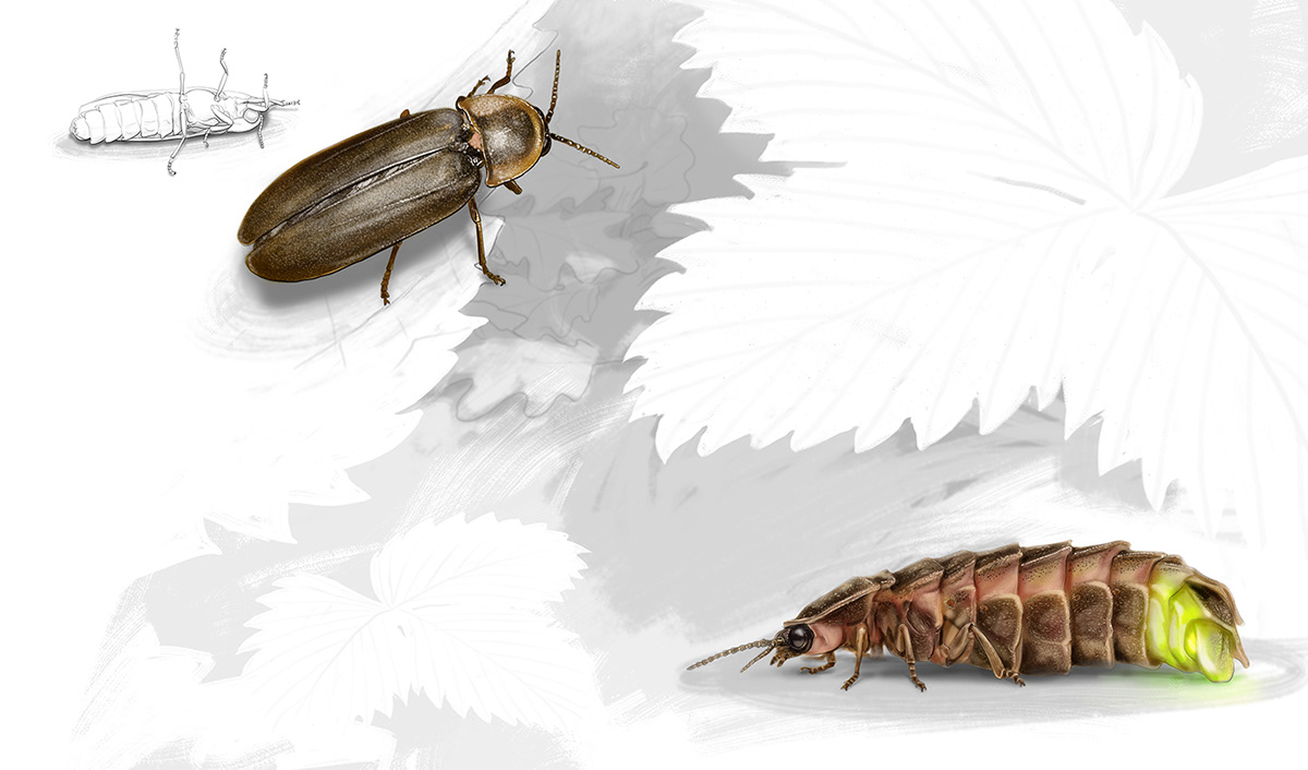 animal scientific illustration digital illustration