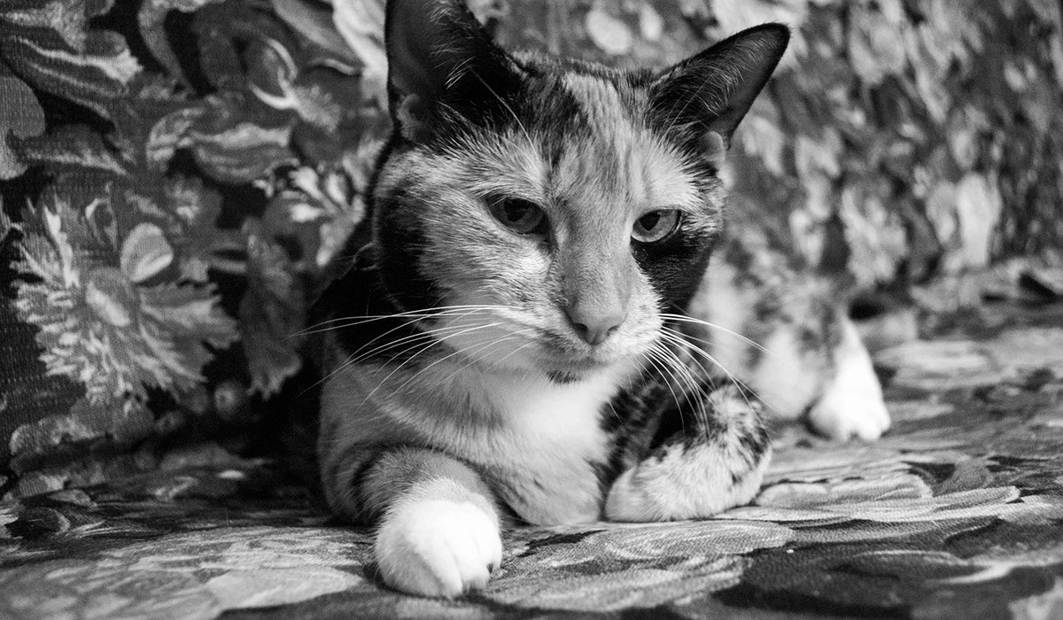 Adobe Portfolio ANANDI Cat little tigress Tigress couchsurfing cat Couchsurfing adorable mischievous mischievous cat