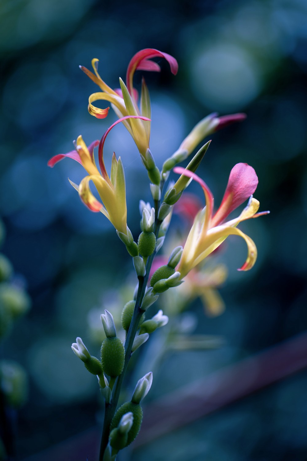 Adobe Portfolio flower Nature macro colors Flowers grasses