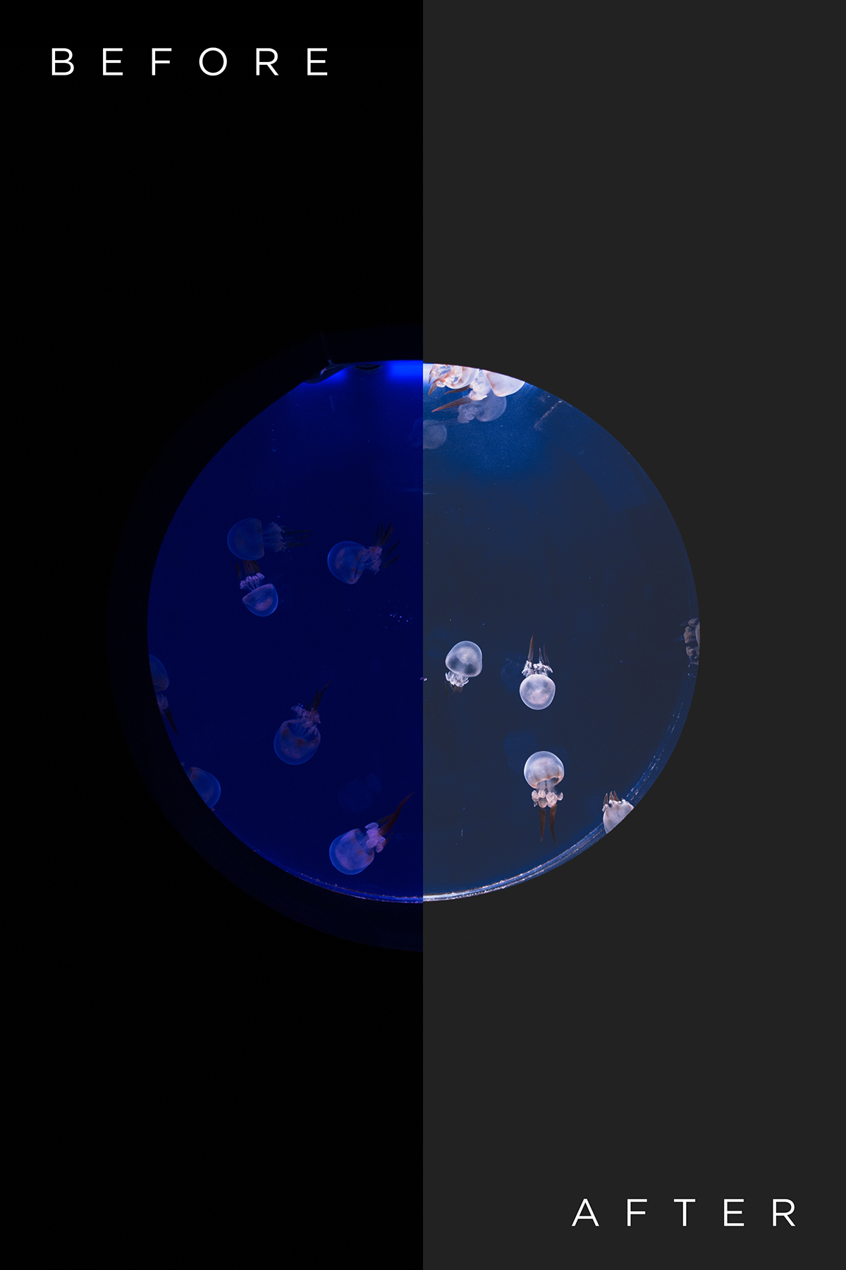 jellyfish light aquarium Nikon fish composition geometry Paris sea macro