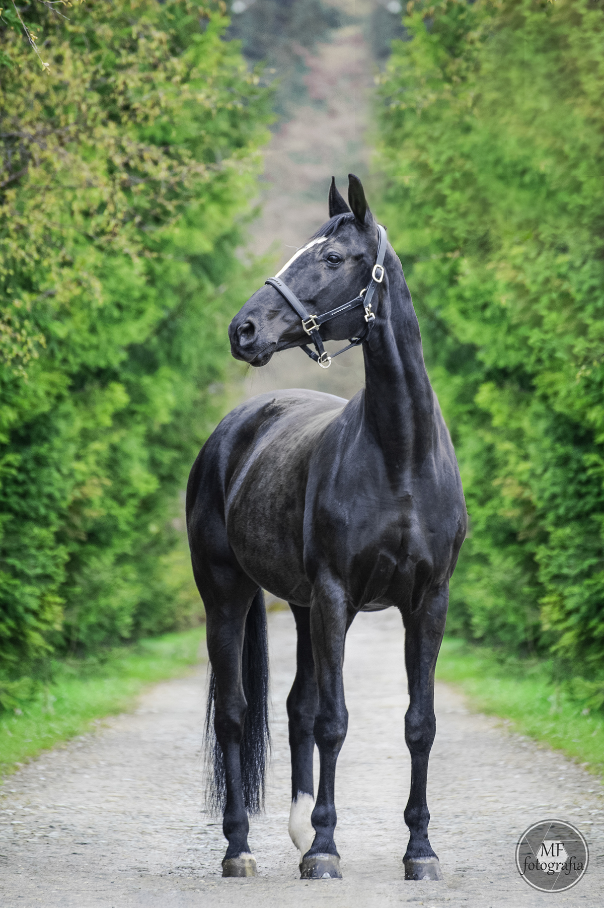 horse photoshop postproduction retouch blach horse
