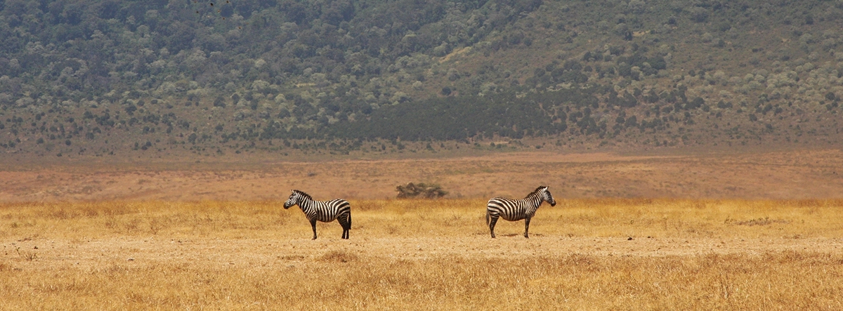 Tanzanie Tanzania kenya serengeti Lengai trip lion zebra elephant savanna savane Ngorongoro