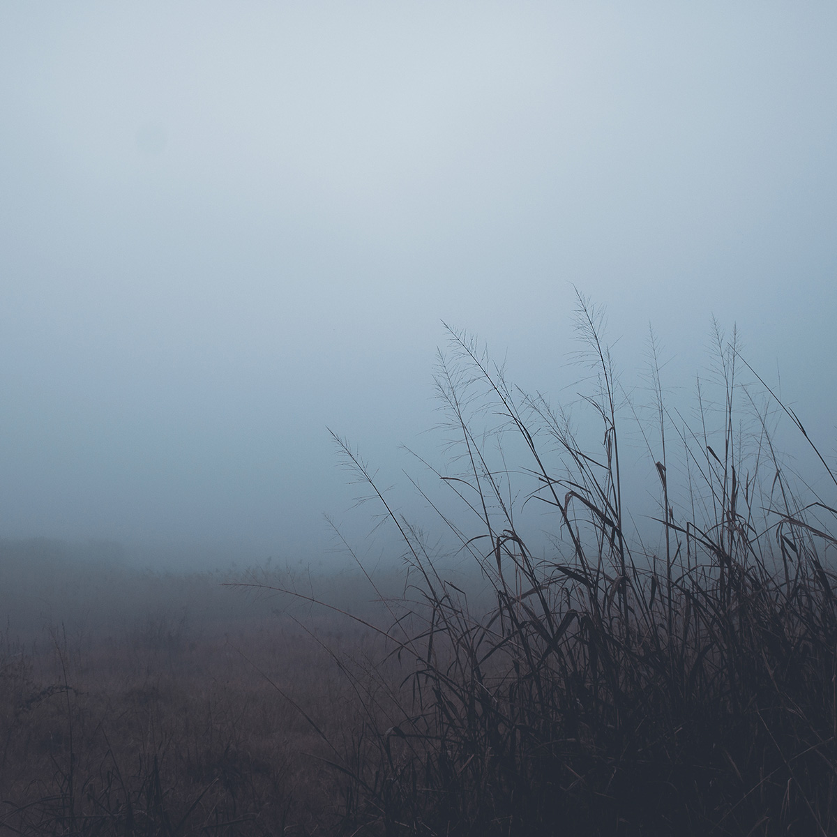 Nature silence minimal fog mist