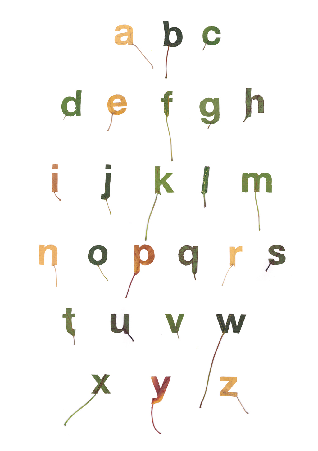 leaf  typography alphabet twan Van keulen graphic leaves green yellow brown Tree  living typography living Nature