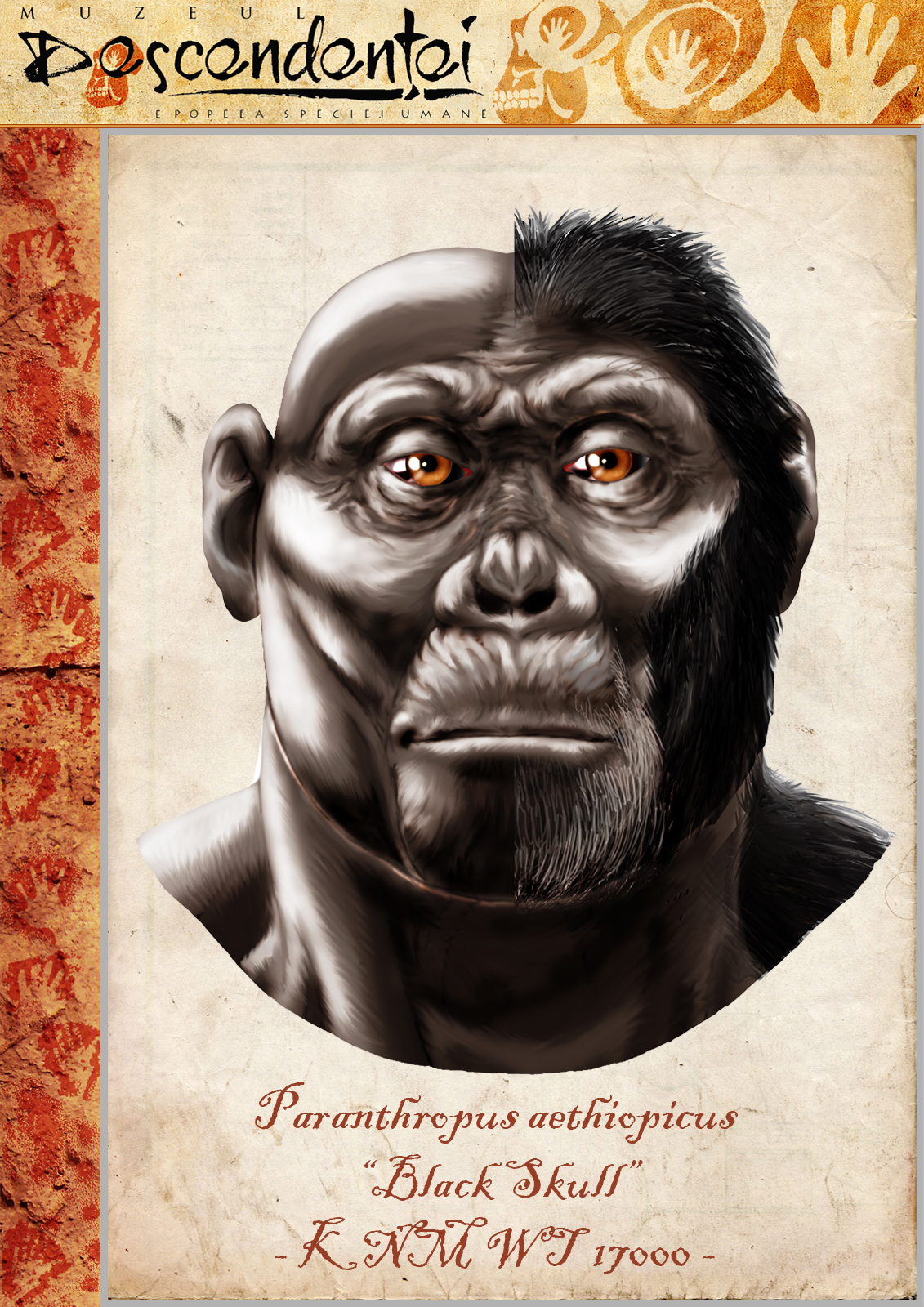 paranthropus aethiopicus boisei robustus australopithecus human evolution neanderthal homo erectus ergaster habilis sahelanthropus kenyanthropus ardipithecus