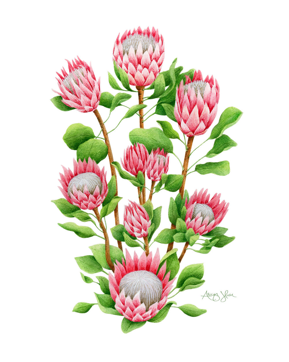 botanical illustration Botanicals endangered Flora King Protea Lotus watercolor watercolor illustration