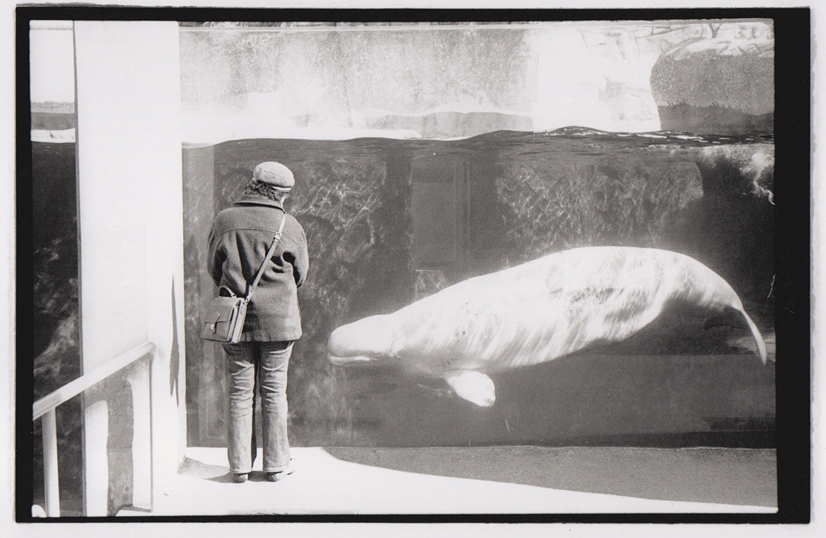 black and white film photography beluga Whale aquarium grandmother candid