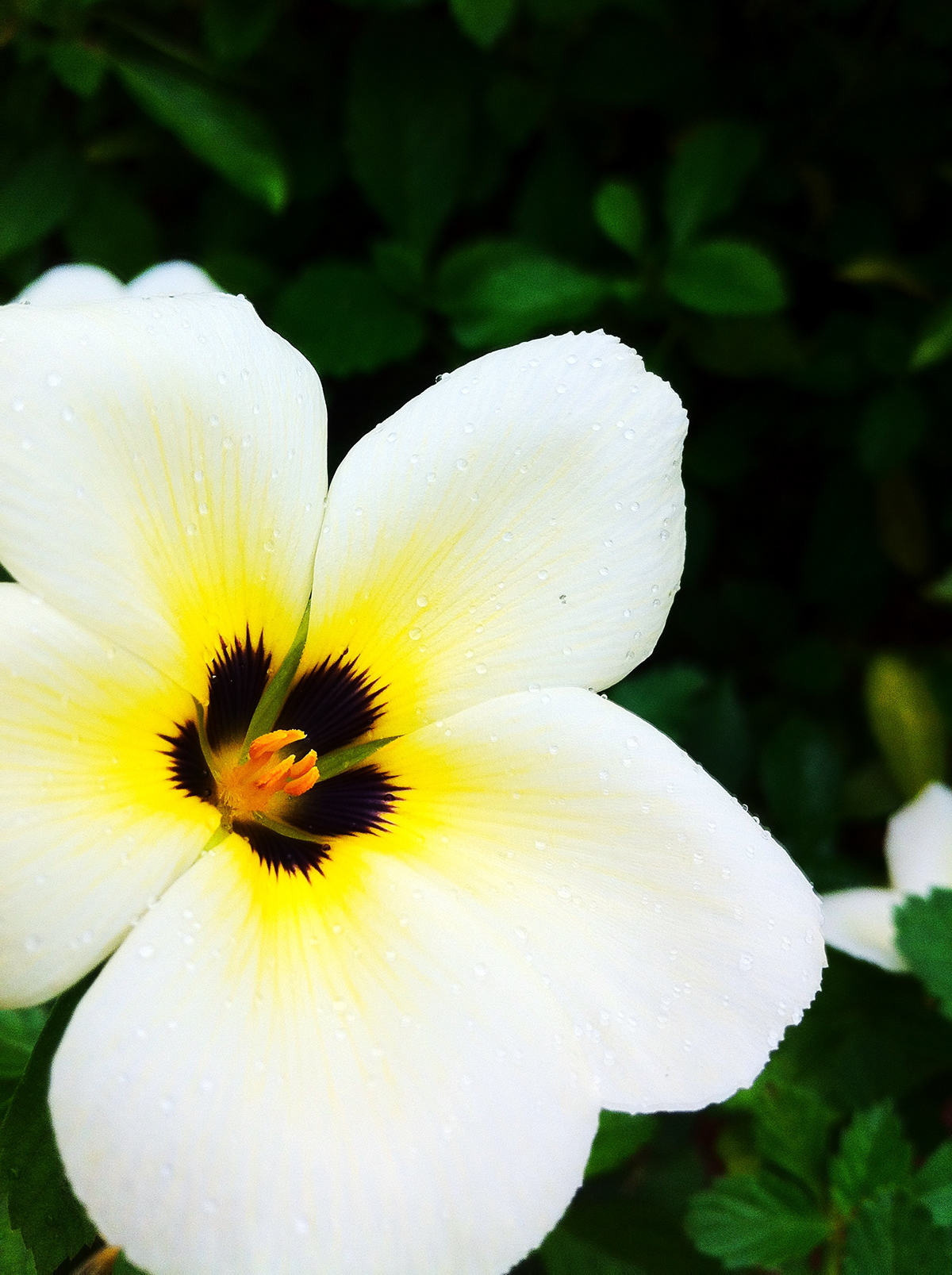 flower photo color Click Lotus