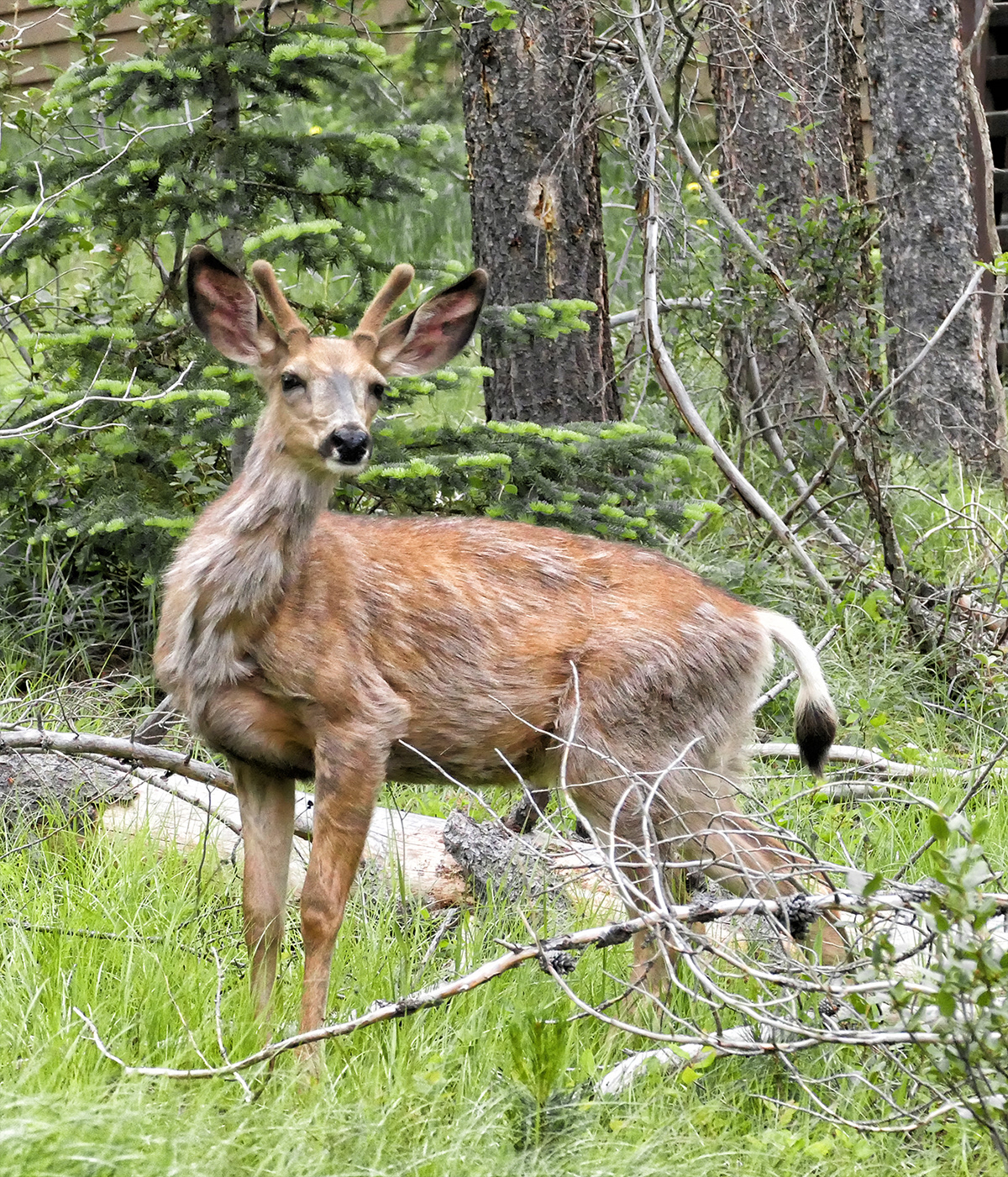 bc mule deer panorama Purcell Mountains