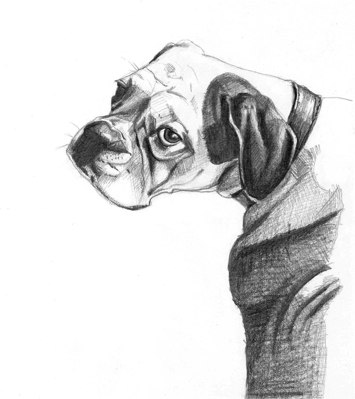 portrait people dog animal pencil