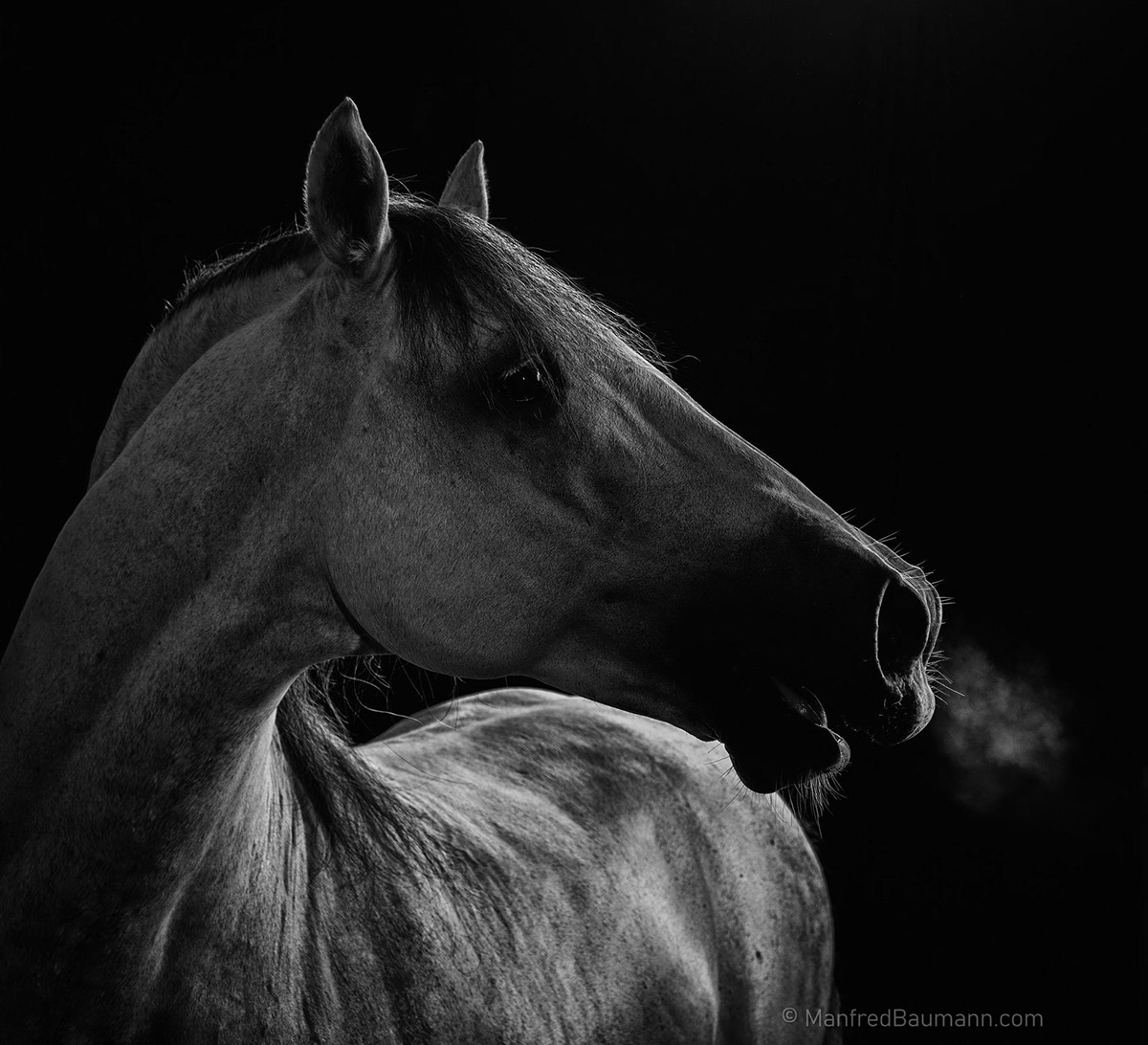 animals black and white Exhibition  horse Leica leica sl lipizzaner Manfred Baumann Pferd pferde