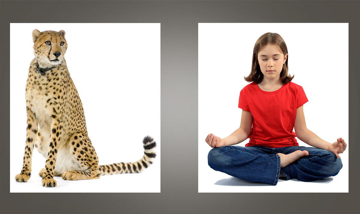 Yoga tiger girl Photo Manipulation  Image Compositing photoshop White stay away indoor meditation cute silence