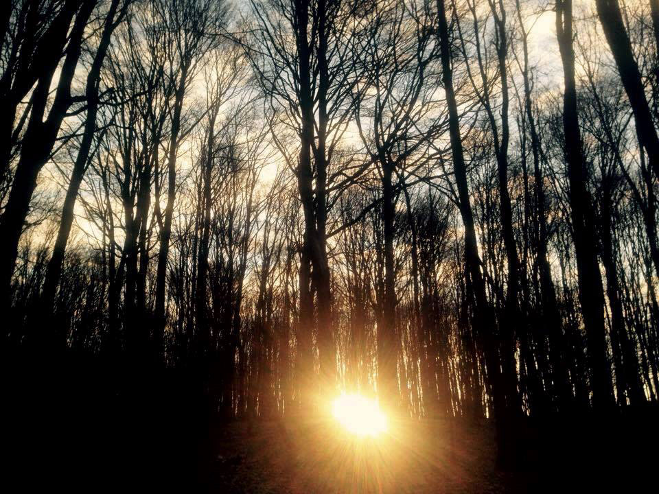 Sun Sunrise forest trees light February winterspring