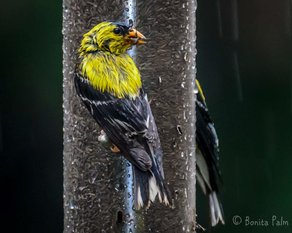 Finches rain bird feeder