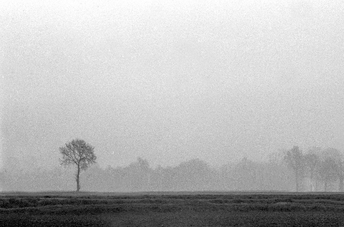 milan Nature landscapes analog Yashica FX-D Quartz ilford 400 HP5 plus Black&white b&w fog haze trees Luca Baldini IIF Italy
