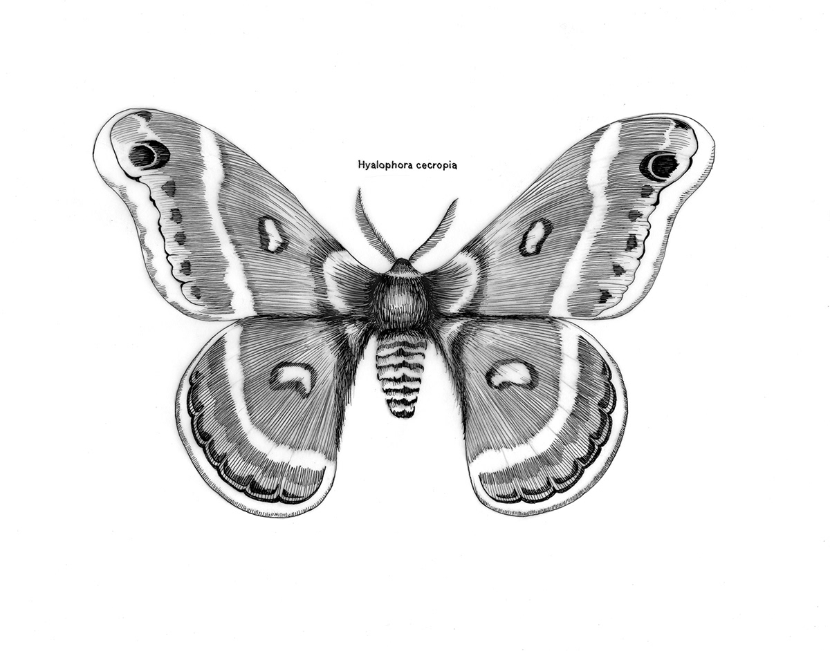 x-ray  Photography  specimen  drawing  painting  collage  science  moth  Scientific Illustration