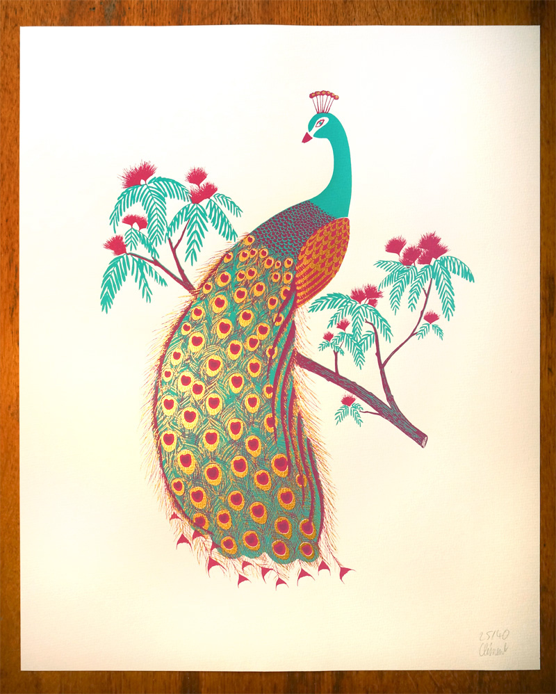peacock Drawing  ILLUSTRATION  screeprint feather bird Nature colors India gold