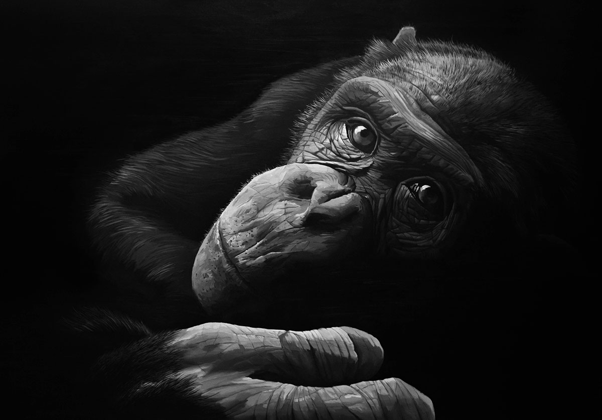 bonobo black zoo Project artwork painting   Drawing  Finearts