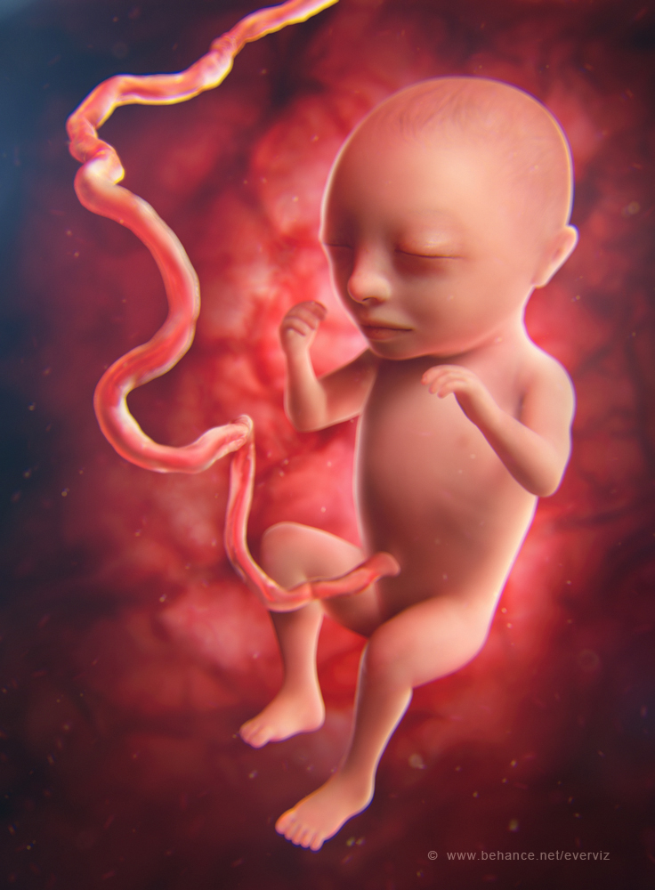 3D Zbrush medical illustration baby Embryo Render