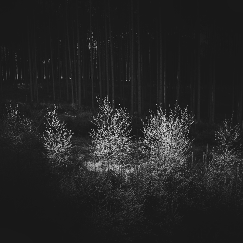 photo Jürgen Heckel black and white trees forest Nature
