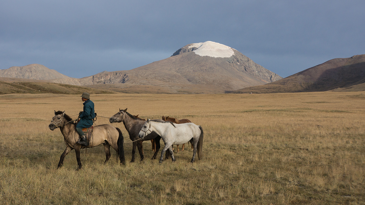 mongolia Travel horses