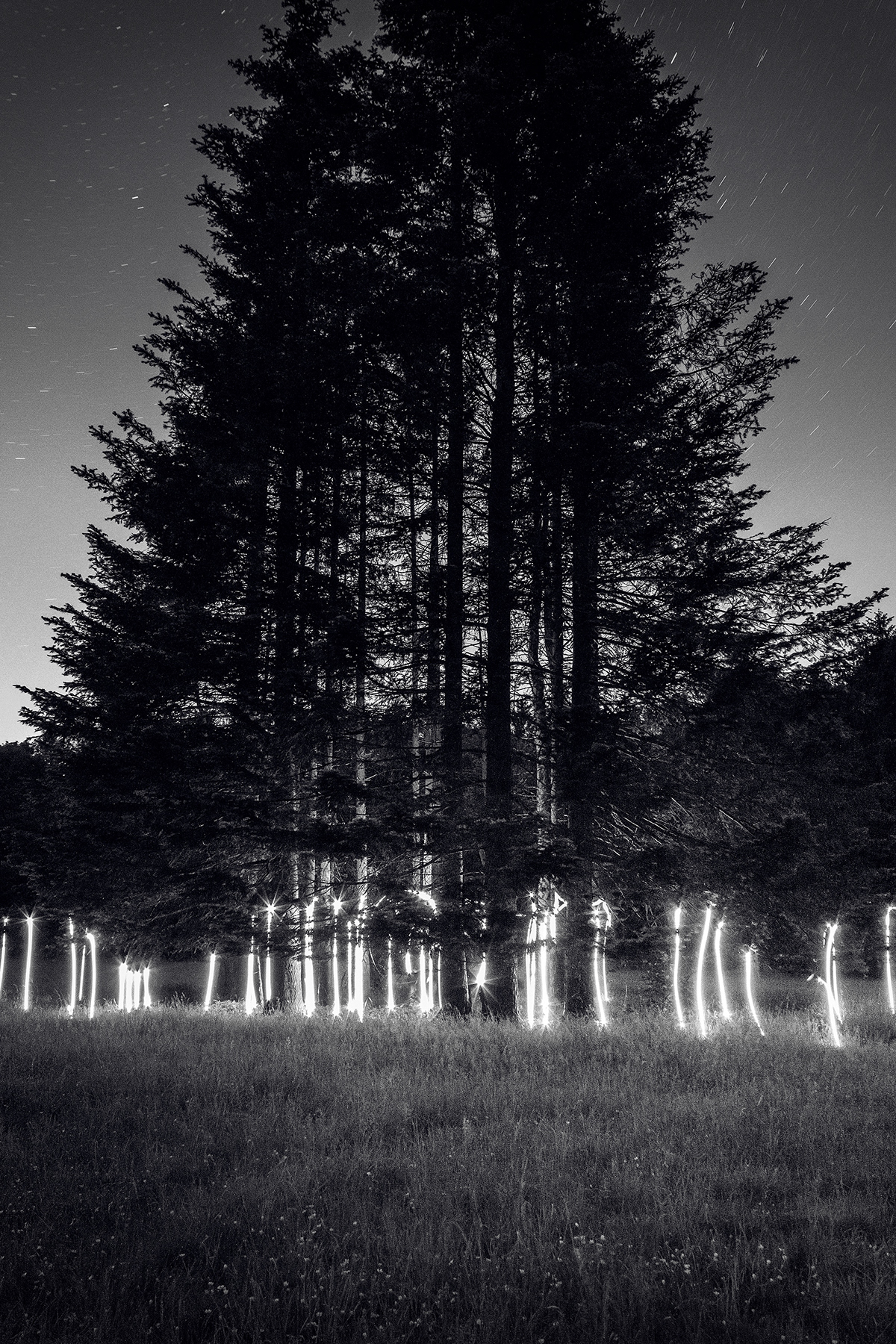 Tokihiro Sato Photography  night forest light mysterious slow shutter long exposure light painting