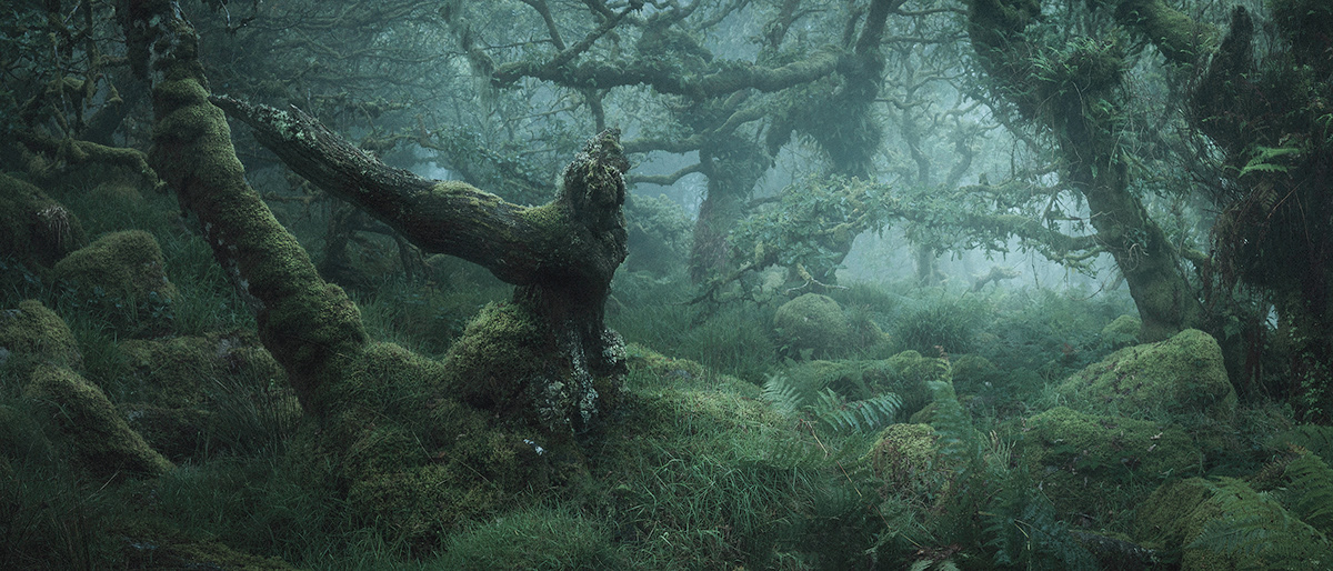 mystical woodland trees fairytale forest Photography  cinematic