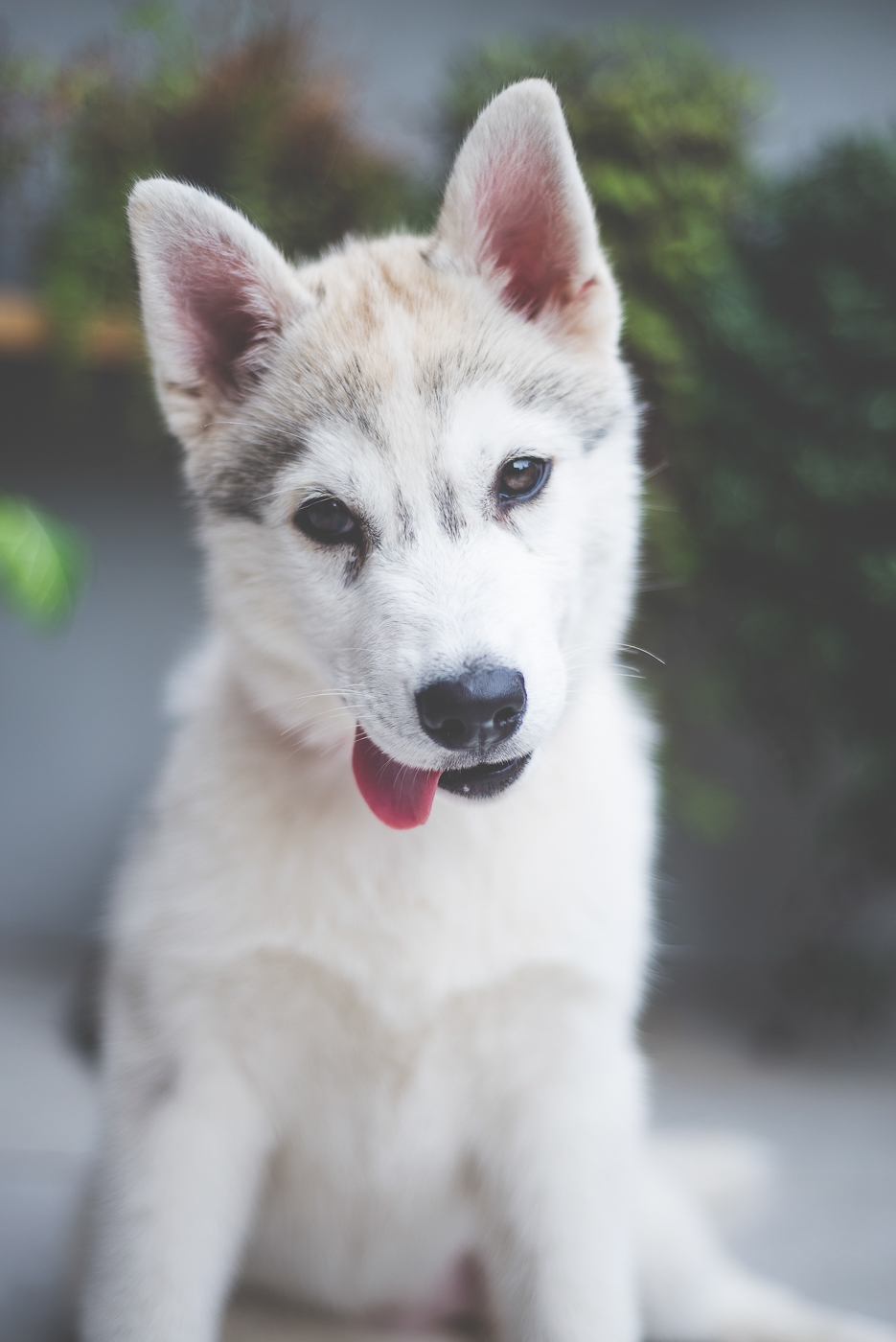 pet photography dogs husky cães cachorro fotografia de estimação