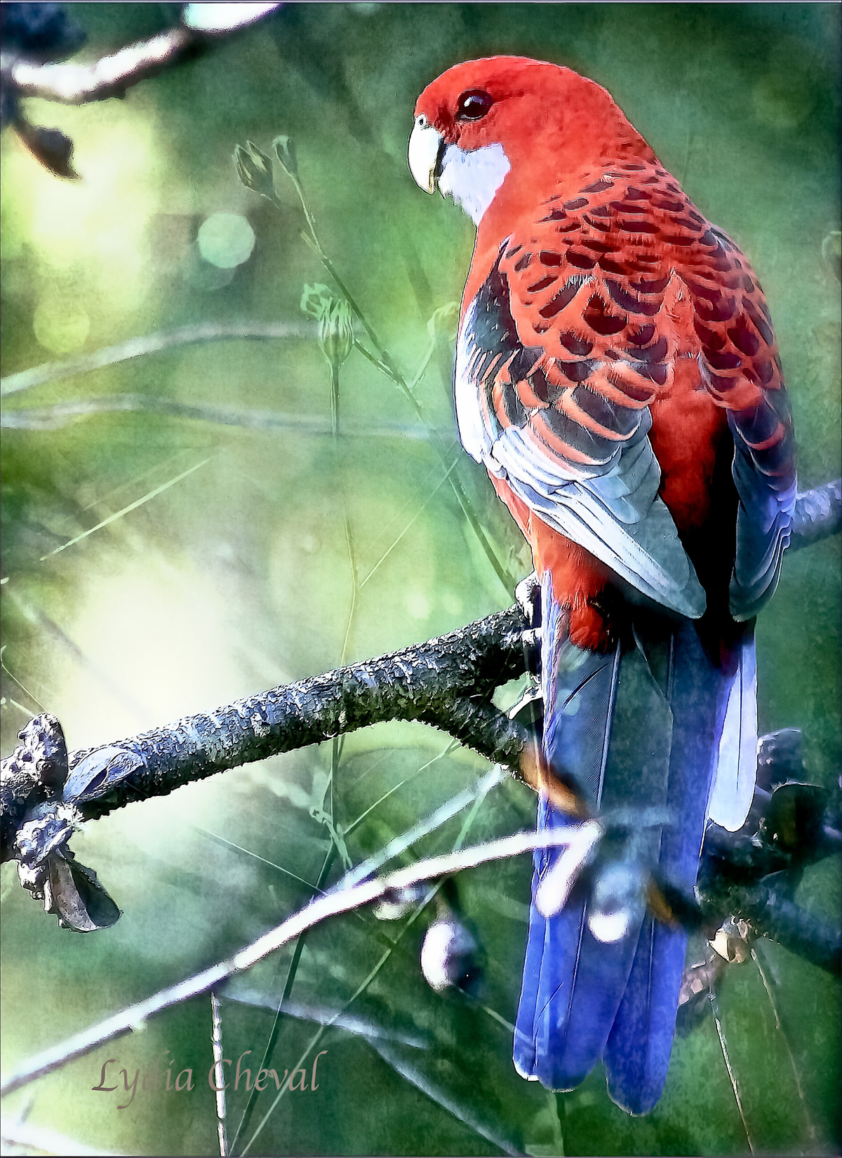bird photographs perruche colorful Australia Nature texture