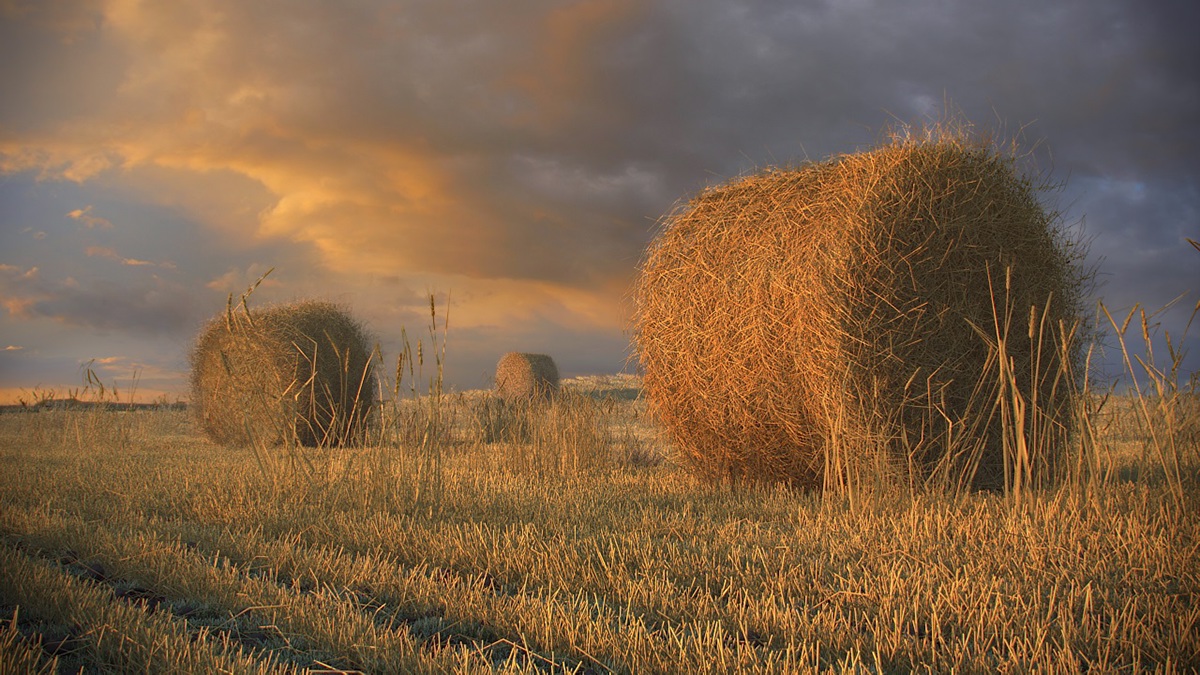 summer Meadows field wheat hay haystack 3D 3ds max vray