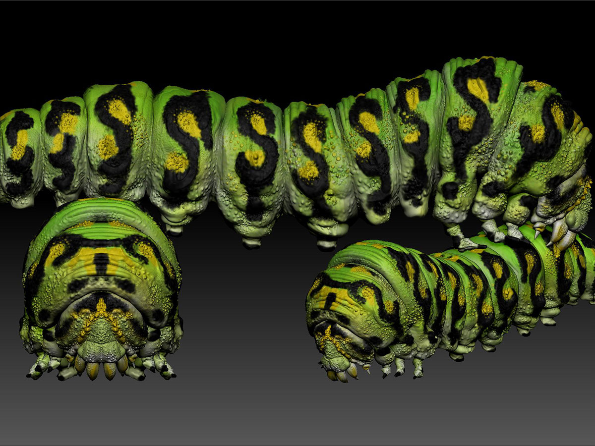 cinema 4d photoshop Zbrush Caterpillar modeling 3D