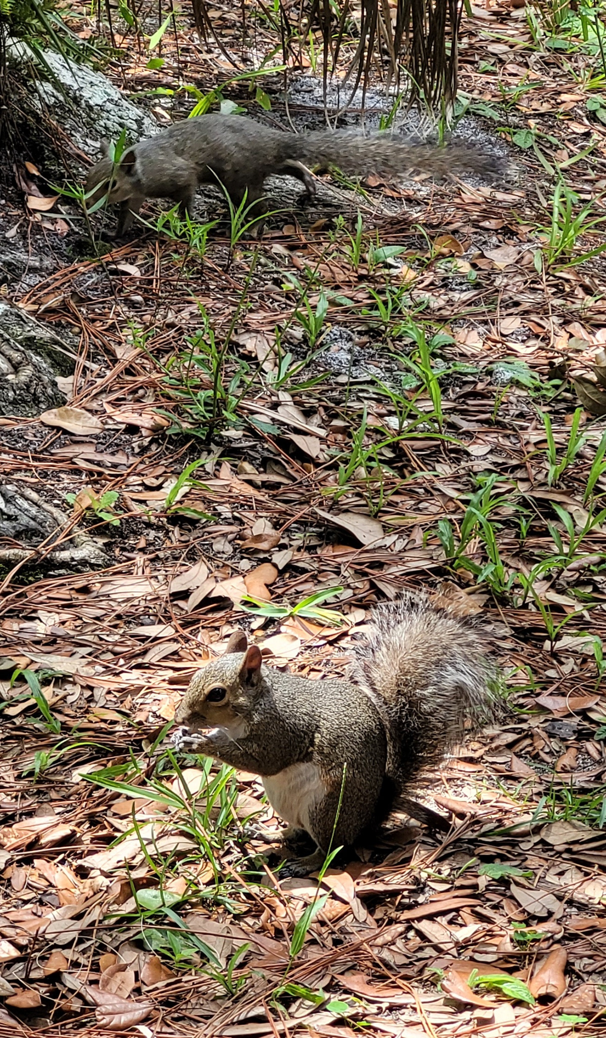 Fl; squirrel washington oaks