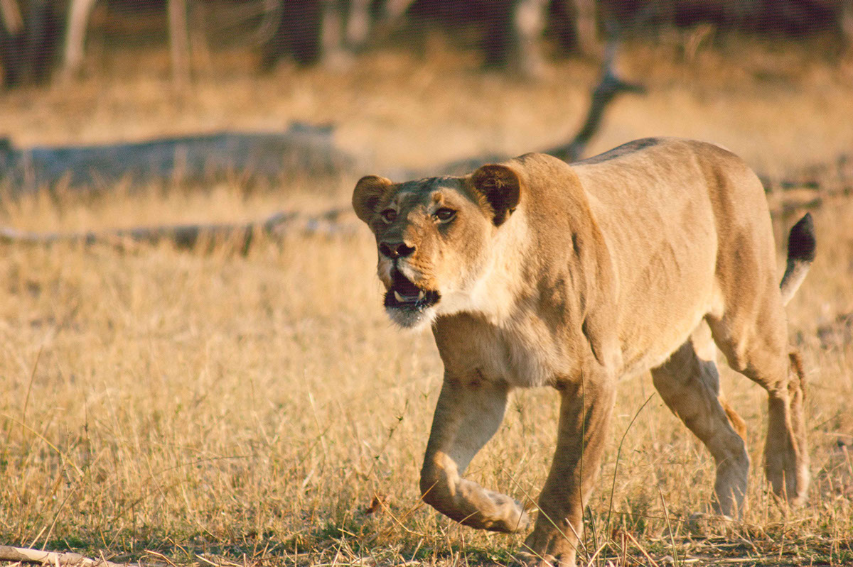 Lions cubs cute wild bush africa Botswana pride fight fate wilderness Orient Express safari