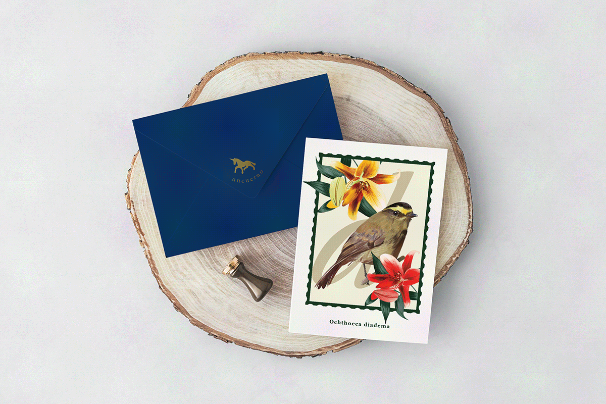 bird diadema pajaro postales postcards ochthoeca