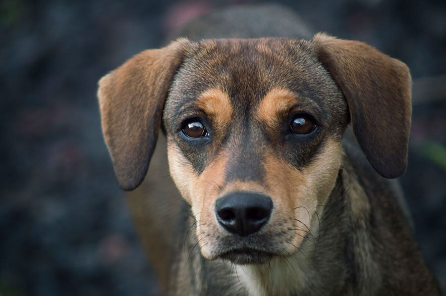 portrait dog animal mexico Mexican eyes