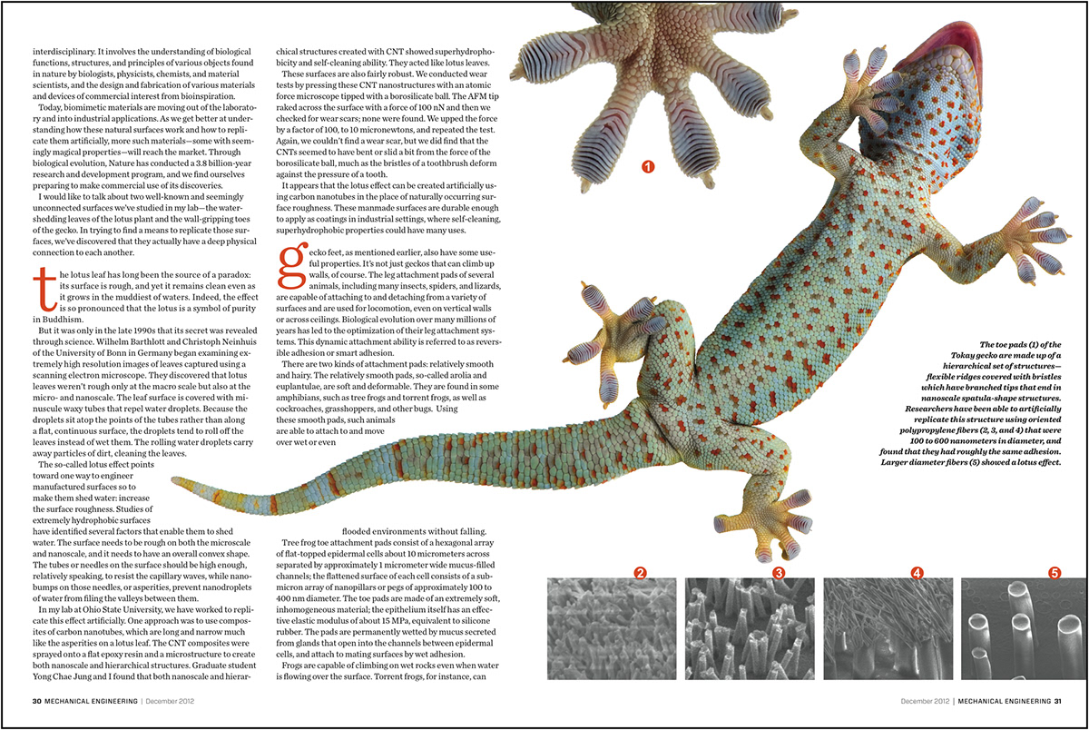 gecko science Nature cover nonprofit magazine Lotus Water Drops nano science Technology