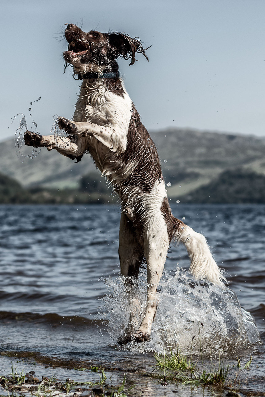 dog action play water lake moment splash jump jumping motion