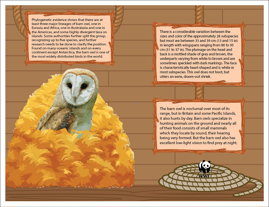 barn owl WWF World Wildlife Fund cards