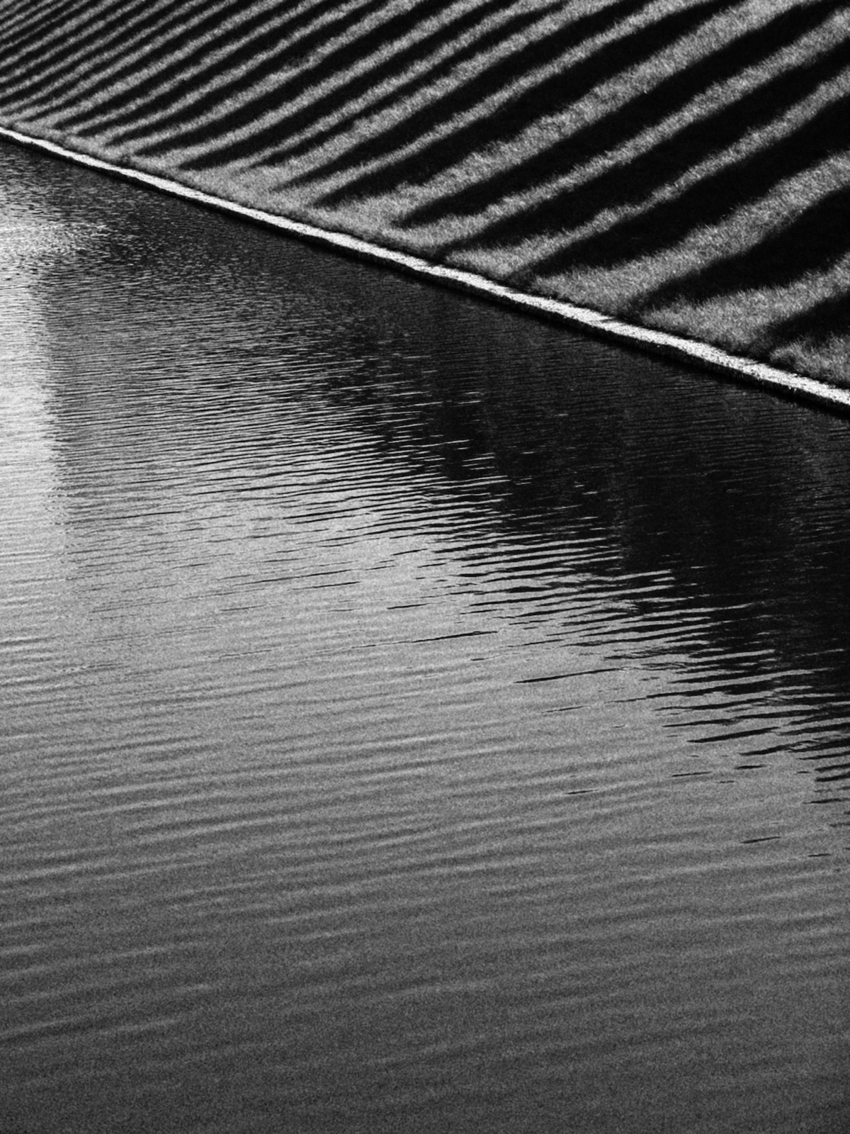 black and white monochrome Photography  photographer film photography analog kodak 35mm film street photography Nature