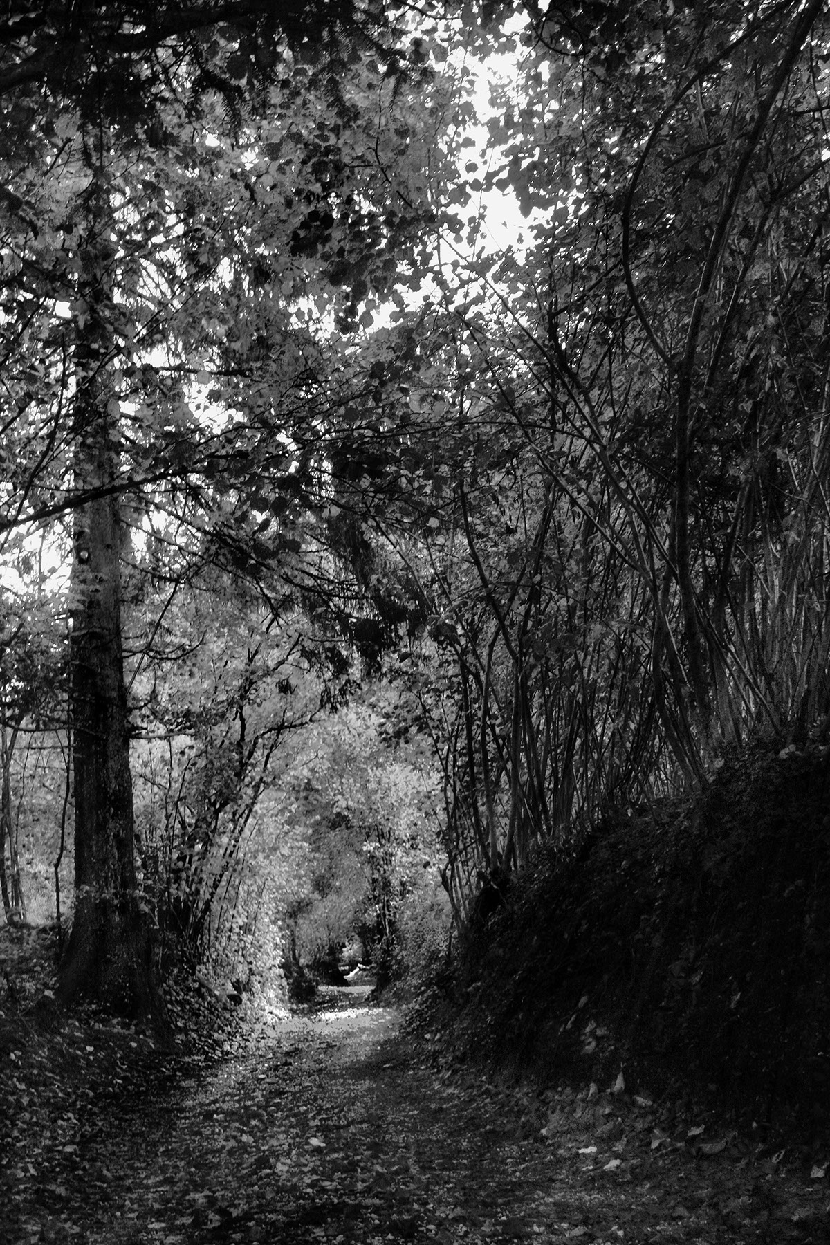 life paths woods foliage autumn places blackandwhite lights